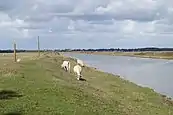 Des Charolaises pâturant dans le communal.