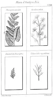 Neuroptéris auriculata, Annularia radiata, Sommité du Neuroptéris, et Calamocladus équisétiformis.