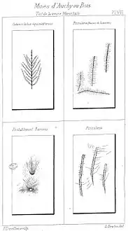 Calamocladus équisétiformis, Pinnularia (racines de Calamites), racines, et Pinnularia.