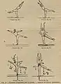 Gymnastique en Suède et en France