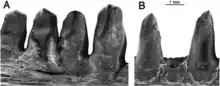 Comparaison de quatre dents du dentaire d’Oromycter ( à gauche) avec deux dents du dentaire d’Arisierpeton ( à droite). Toutes les dents en vue linguale au microscope électronique à balayage. Les dents dentaires d’Arisierpeton sont plus fines que celles d’Oromycter et ont des épaules linguales plus modestes à la base de la couronne.