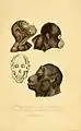 Têtes de chimpanzés et orang-outans dans les Compléments de Buffon de René Primevère Lesson (1838).