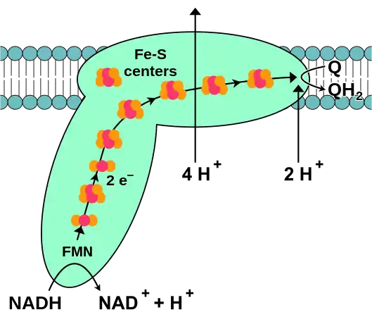 (en) Schéma de fonctionnement de la NADH déshydrogénase montrant sa forme générale constituée d'un domaine hydrophile (en bas) baignant dans la matrice mitochondriale et jalonné par sept clusters fer-soufre alignés conduisant les électrons issus du NADH matriciel via un groupe prosthétique FMN jusqu'au domaine hydrophobe (en haut) inclus dans la membrane mitochondriale interne et dans laquelle la coenzyme Q10 est réduite en ubiquinol Q10H2. Quatre protons H+ sont expulsés vers l'espace intermembranaire mitochondrial au cours de cette réaction, ce qui contribue à générer un gradient de concentration de protons à travers la membrane mitochondriale interne.