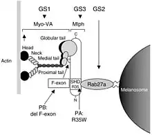 Schéma du complexe protéine hétérotrimérique impliqué dans le transport des mélanosomes