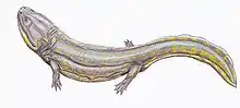 Compsocerops cosgriffi.