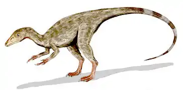 Modèle d'un Théropode, Compsognathus.