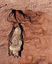 chauve-souris