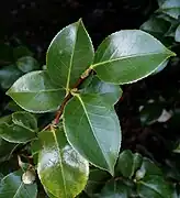 Feuillage de Camellia japonica 'Comte de Gomer'.