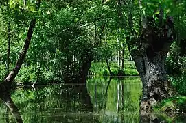 Le Marais poitevin.