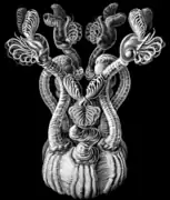 Conchoderma auritum par Ernst Haeckel.