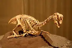 Moulage du squelette d'un Pennaraptora oviraptoridé, Conchoraptor, placé sur un nid.