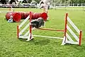 Concours National d'Agility au stade