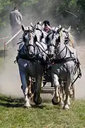 Quatre Percherons sur un concours national d'attelage en France, à Rennes, en 2014.