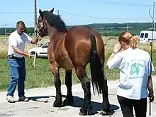 Cheval tenant la position arrêtée à un concours, l'homme qui le présente étant à sa tête, et une jeune fille avec une chambrière étant à sa queue.