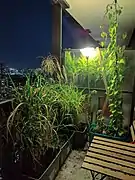 Jardinage sur le balcon la nuit.