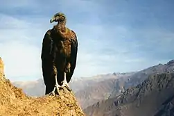 Femelle juvénile immature au Canyon de Colca, Pérou, en juillet 1998. Le plumage brunâtre et l'absence de collerette blanche distinguent les jeunes des adultes.