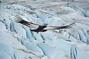 Condor des Andes mâle adulte planant au-dessus du glacier Grey (Parc national chilien Torres del Paine, Chili), en 2009.