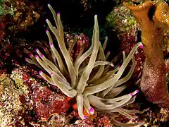 Description de l'image Condylactis gigantea (Giant Anemone - tan & pink tip variation).jpg.