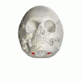 Crâne humain vu d'en bas avec les fosses condylaires (en rouge).