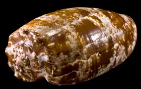 Conus geographus