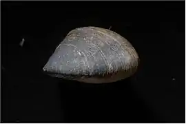 Congeria mulaomerovici (espèce fossile)