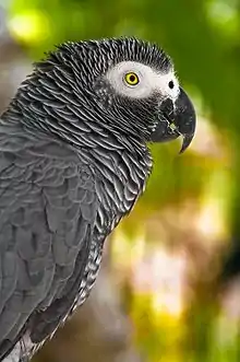 perroquet gris du Gabon