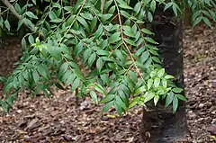 Description de l'image Conifer - The black kauri or blue kauri, - Agathis atropurpurea (16082593546).jpg.