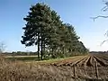 Haie brise-vent près d'un terrain préparé en billons (pour des pommes de terre par exemple).