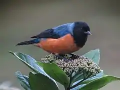 Description de l'image Conirostrum sitticolor - Conirrostro encapuchado - Blue-backed Conebill (8730321476).jpg.