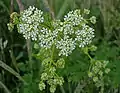 Inflorescence - Lincolnshire, GB