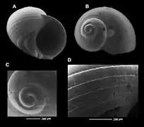 Conjectura solomonensis, un Conradiidae.