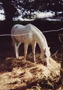 Un poney gris clair mange son foin posé à même le sol dans un paddock.