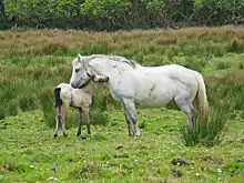 Au milieu de hautes herbes, une ponette grise au ventre rond est tête bêche avec son poulain isabelle.