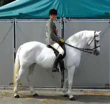 Un poney gris très clair, sellé et harnaché, sur lequel est montée une jeune femme en veste de concours, pose à l'arrêt de profil.