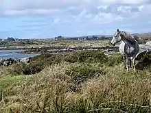 Dans un paysage de landes découpées de bord de mer, un poney gris se tient à l'arrêt regardant vers le large.