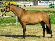 Photo d'une ponette de couleur fauve et noir, présentée en main de profil.