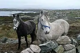Deux poneys gris se tiennent à l'arrêt face à un muret de pierres.