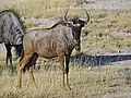 Parc national d'Etosha, Namibie.