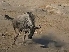 Gnou mâle qui passe à l'attaque