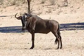 Gnou dans le Parc national Kruger en Afrique du Sud