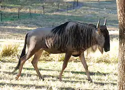 Gnou à barbe blanche, en Afrique de l'Est.