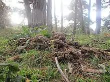 Conocybe pubescens, espèce coprophile sur crottin de cheval.