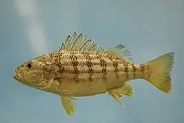 Conodon nobilis