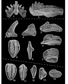 Fossiles de divers Conodontes