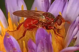 Myopa rubida (Californie, USA)