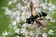 Conops flavipes, femelle (Ardennes belges)