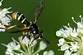 Conops flavipes, mâle (Ardennes belges)