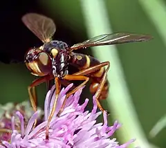 Conops quadrifasciatus, vue de face