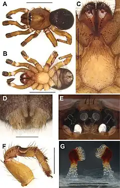 Description de l'image Conothele baisha (10.3897-zookeys.833.32736) Figure 5.jpg.