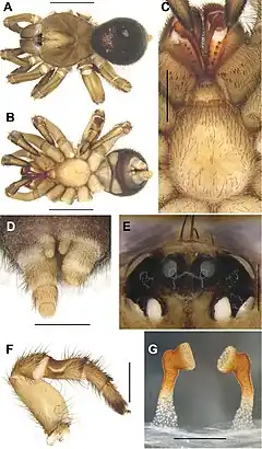 Description de l'image Conothele baoting (10.3897-zookeys.833.32736) Figure 7.jpg.